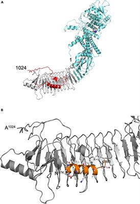 Identity Determinants of the Translocation Signal for a Type 1 Secretion System